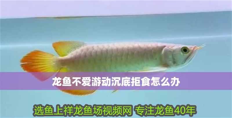 龍魚不愛游動沉底拒食怎么辦