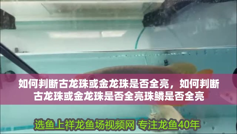 如何判斷古龍珠或金龍珠是否全亮，如何判斷古龍珠或金龍珠是否全亮珠鱗是否全亮 如何判斷古龍珠或金龍珠是否全亮，如何判斷古龍珠或金龍珠是否全亮珠鱗是否全亮 龍魚百科