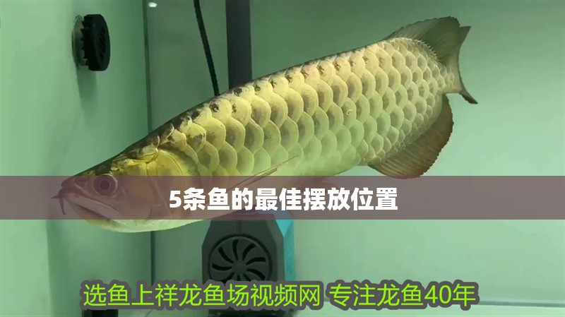 5條魚的最佳擺放位置 5條魚的最佳擺放位置 龍魚百科