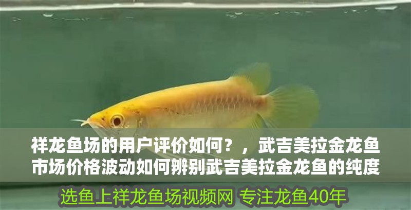 祥龍魚場的用戶評價如何？，武吉美拉金龍魚市場價格波動如何辨別武吉美拉金龍魚的純度 祥龍魚場的用戶評價如何？，武吉美拉金龍魚市場價格波動如何辨別武吉美拉金龍魚的純度 龍魚百科