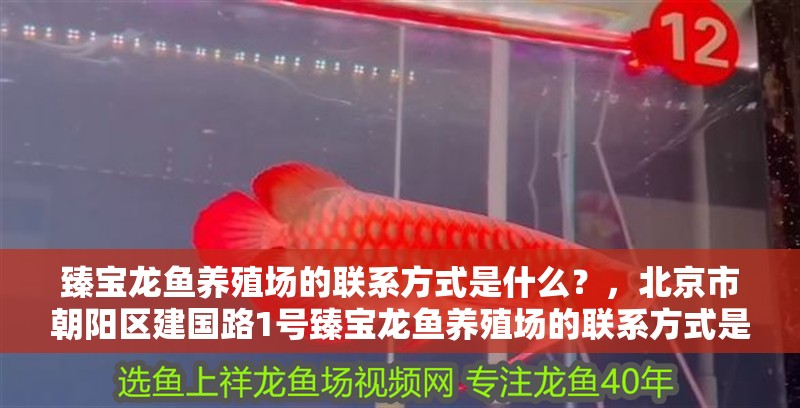 臻寶龍魚養(yǎng)殖場(chǎng)的聯(lián)系方式是什么？，北京市朝陽區(qū)建國路1號(hào)臻寶龍魚養(yǎng)殖場(chǎng)的聯(lián)系方式是什么 臻寶龍魚養(yǎng)殖場(chǎng)的聯(lián)系方式是什么？，北京市朝陽區(qū)建國路1號(hào)臻寶龍魚養(yǎng)殖場(chǎng)的聯(lián)系方式是什么 龍魚百科