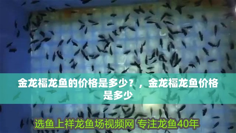 金龍福龍魚的價格是多少？，金龍福龍魚價格是多少