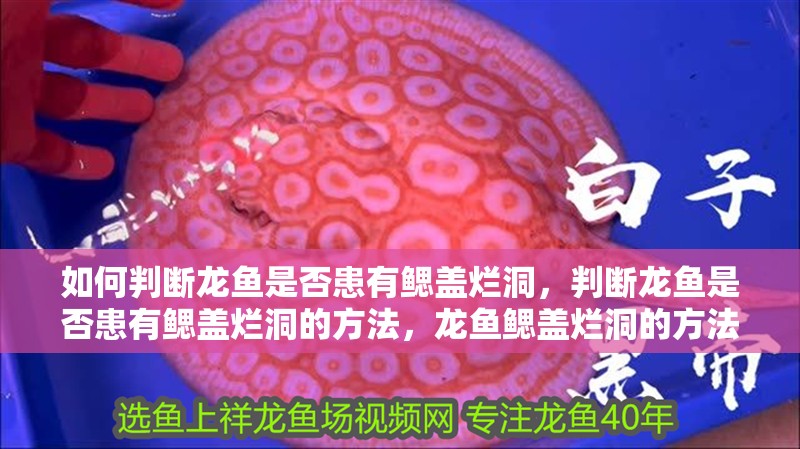 如何判斷龍魚是否患有鰓蓋爛洞，判斷龍魚是否患有鰓蓋爛洞的方法，龍魚鰓蓋爛洞的方法 如何判斷龍魚是否患有鰓蓋爛洞，判斷龍魚是否患有鰓蓋爛洞的方法，龍魚鰓蓋爛洞的方法 龍魚百科