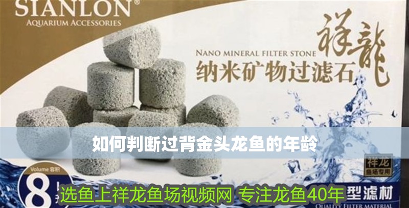 如何判斷過背金頭龍魚的年齡 如何判斷過背金頭龍魚的年齡 龍魚百科