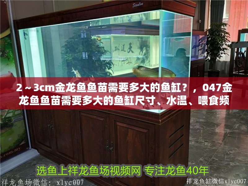 2～3cm金龍魚魚苗需要多大的魚缸？，047金龍魚魚苗需要多大的魚缸尺寸、水溫、喂食頻率和注意事項