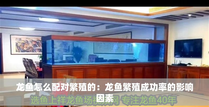 龍魚怎么配對(duì)繁殖的：龍魚繁殖成功率的影響因素