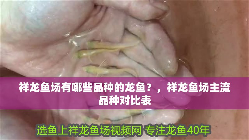 祥龍魚場有哪些品種的龍魚？，祥龍魚場主流品種對比表