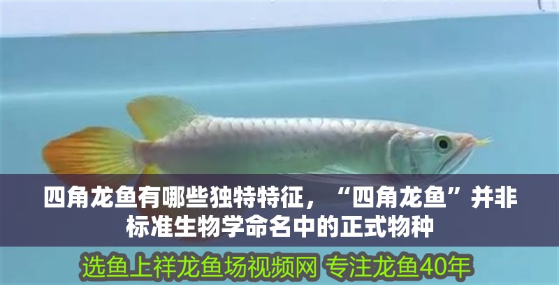 四角龍魚有哪些獨特特征，“四角龍魚”并非標(biāo)準(zhǔn)生物學(xué)命名中的正式物種 四角龍魚有哪些獨特特征，“四角龍魚”并非標(biāo)準(zhǔn)生物學(xué)命名中的正式物種 龍魚百科