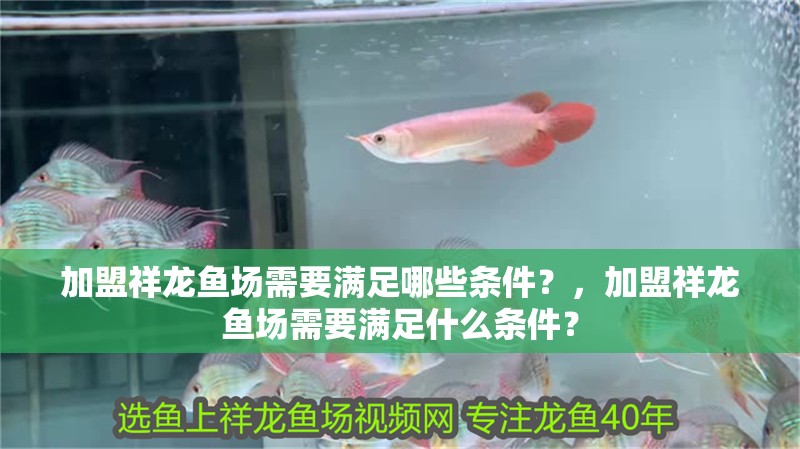 加盟祥龍魚場需要滿足哪些條件？，加盟祥龍魚場需要滿足什么條件？
