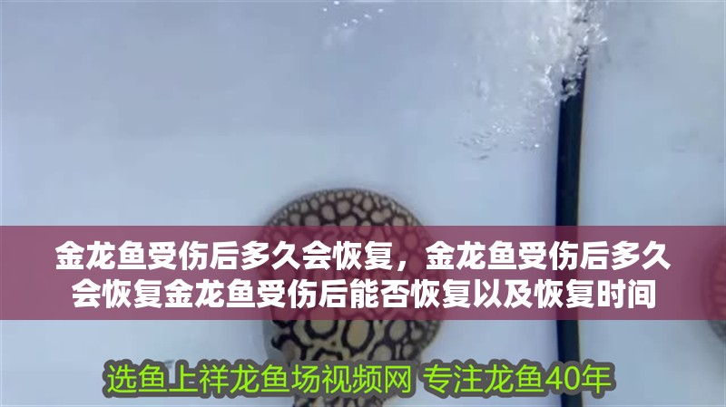 金龍魚受傷后多久會恢復，金龍魚受傷后多久會恢復金龍魚受傷后能否恢復以及恢復時間