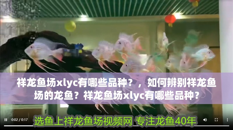 祥龍魚場xlyc有哪些品種？，如何辨別祥龍魚場的龍魚？祥龍魚場xlyc有哪些品種？