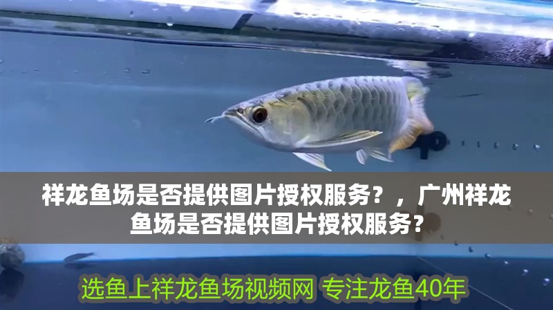 祥龍魚場是否提供圖片授權服務？，廣州祥龍魚場是否提供圖片授權服務？ 祥龍魚場是否提供圖片授權服務？，廣州祥龍魚場是否提供圖片授權服務？ 龍魚百科