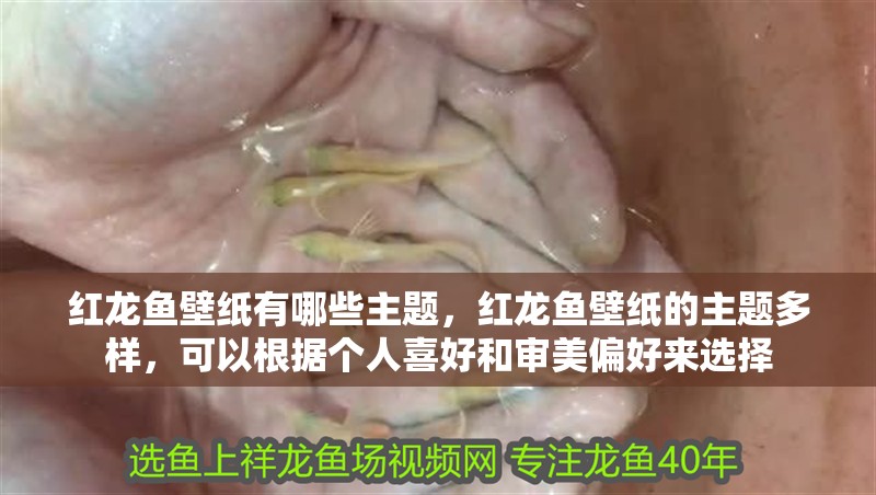 紅龍魚壁紙有哪些主題，紅龍魚壁紙的主題多樣，可以根據個人喜好和審美偏好來選擇