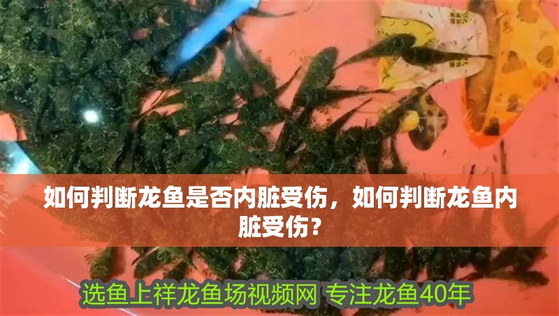 如何判斷龍魚是否內臟受傷，如何判斷龍魚內臟受傷？ 如何判斷龍魚是否內臟受傷，如何判斷龍魚內臟受傷？ 龍魚百科