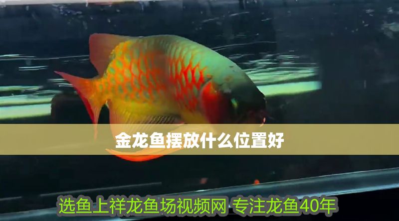 金龍魚擺放什么位置好