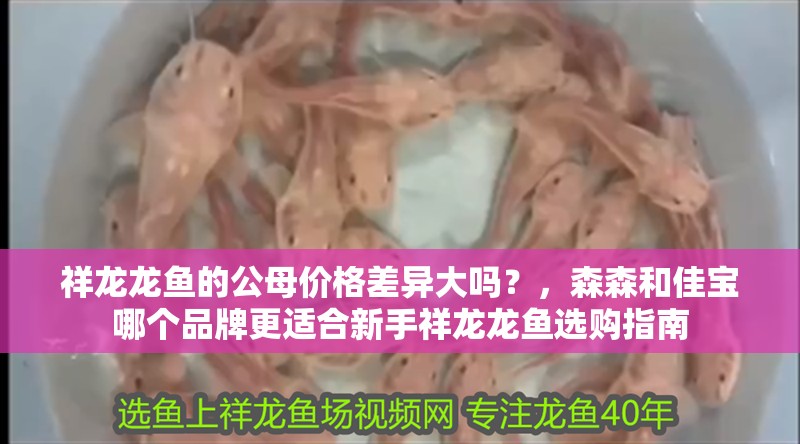 祥龍龍魚(yú)的公母價(jià)格差異大嗎？，森森和佳寶哪個(gè)品牌更適合新手祥龍龍魚(yú)選購(gòu)指南