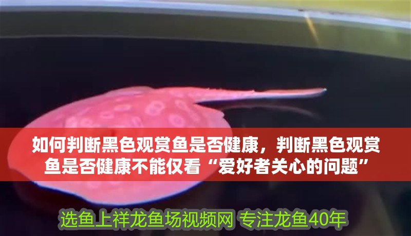 魚缸過濾器選購指南:自制魚缸過濾器魚缸上置過濾器對于養魚愛好者的必備知識 如何判斷黑色觀賞魚是否健康,判斷黑色觀賞魚是否健康不能僅看“愛好者關心的問題” 龍魚百科 如何判斷黑色觀賞魚是否健康,判斷黑色觀賞魚是否健康不能僅看“愛好者關心的問題” 如何判斷黑色觀賞魚是否健康,判斷黑色觀賞魚是否健康不能僅看“愛好者關心的問題” 龍魚百科