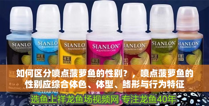 如何區(qū)分噴點菠蘿魚的性別？，噴點菠蘿魚的性別應(yīng)綜合體色、體型、鰭形與行為特征 如何區(qū)分噴點菠蘿魚的性別？，噴點菠蘿魚的性別應(yīng)綜合體色、體型、鰭形與行為特征 龍魚百科