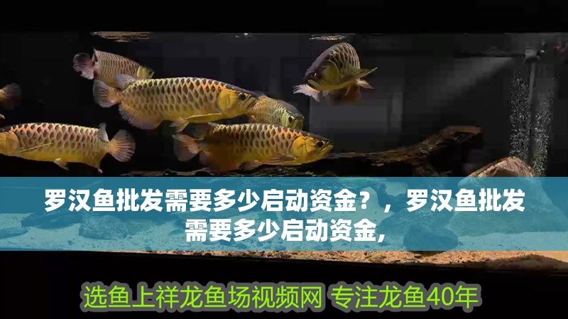 印度尼西亞紅龍魚價格 羅漢魚批發需要多少啟動資金?,羅漢魚批發需要多少啟動資金, 龍魚百科 羅漢魚批發需要多少啟動資金?,羅漢魚批發需要多少啟動資金, 羅漢魚批發需要多少啟動資金?,羅漢魚批發需要多少啟動資金, 龍魚百科