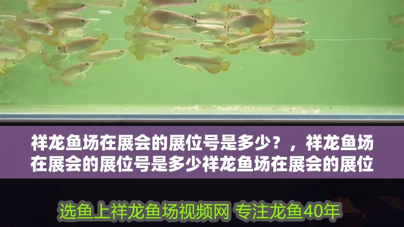 祥龍魚場在展會的展位號是多少？，祥龍魚場在展會的展位號是多少祥龍魚場在展會的展位號是多少