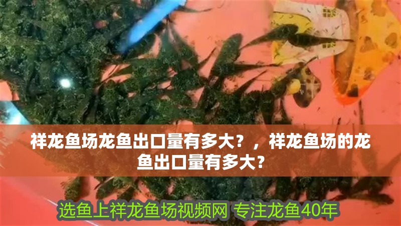 祥龍魚場龍魚出口量有多大？，祥龍魚場的龍魚出口量有多大？