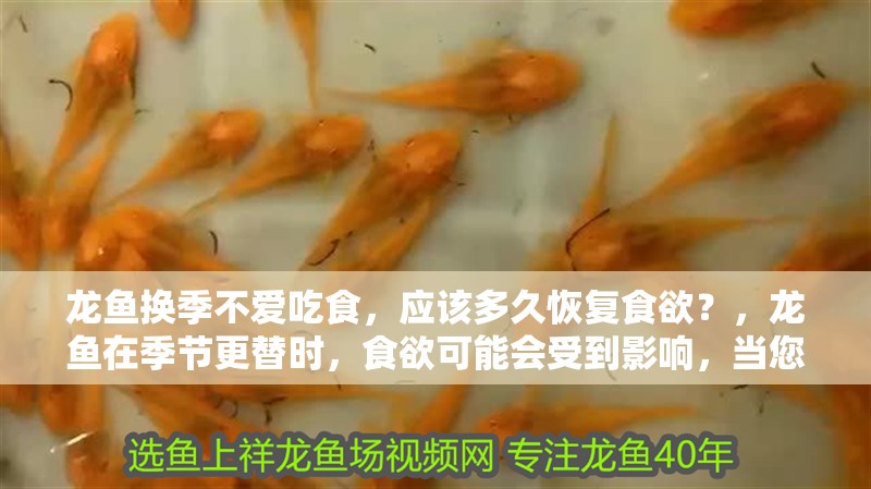 詳細(xì)閱讀:龍魚(yú)換季不愛(ài)吃食,應(yīng)該多久恢復(fù)食欲?,龍魚(yú)在季節(jié)更替時(shí),食欲可能會(huì)受到影響,當(dāng)您發(fā)現(xiàn)龍魚(yú)不再進(jìn)食 龍魚(yú)換季不愛(ài)吃食,應(yīng)該多久恢復(fù)食欲?,龍魚(yú)在季節(jié)更替時(shí),食欲可能會(huì)受到影響,當(dāng)您發(fā)現(xiàn)龍魚(yú)不再進(jìn)食