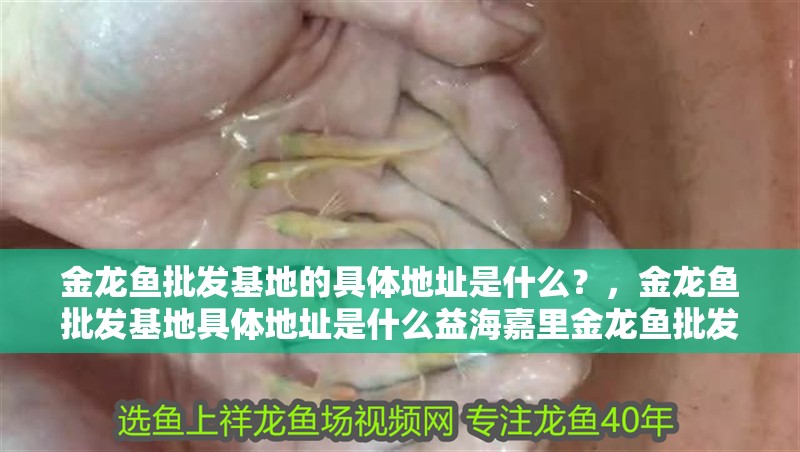 魚缸用增氧泵價格是多少:魚缸增氧機-xtrac增氧機-xtrac增氧機 金龍魚批發基地的具體地址是什么?,金龍魚批發基地具體地址是什么益海嘉里金龍魚批發基地地址是什么 龍魚百科 金龍魚批發基地的具體地址是什么?,金龍魚批發基地具體地址是什么益海嘉里金龍魚批發基地地址是什么 金龍魚批發基地的具體地址是什么?,金龍魚批發基地具體地址是什么益海嘉里金龍魚批發基地地址是什么 龍魚百科