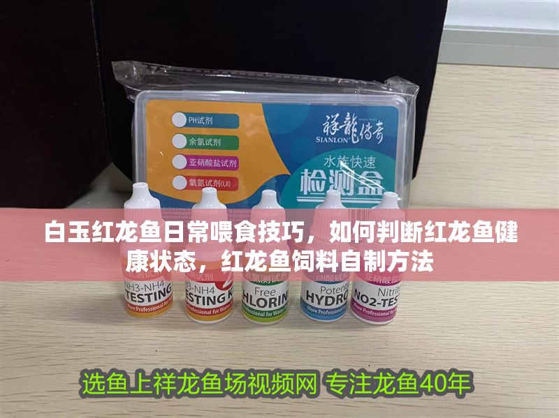 白玉紅龍魚日常喂食技巧，如何判斷紅龍魚健康狀態(tài)，紅龍魚飼料自制方法