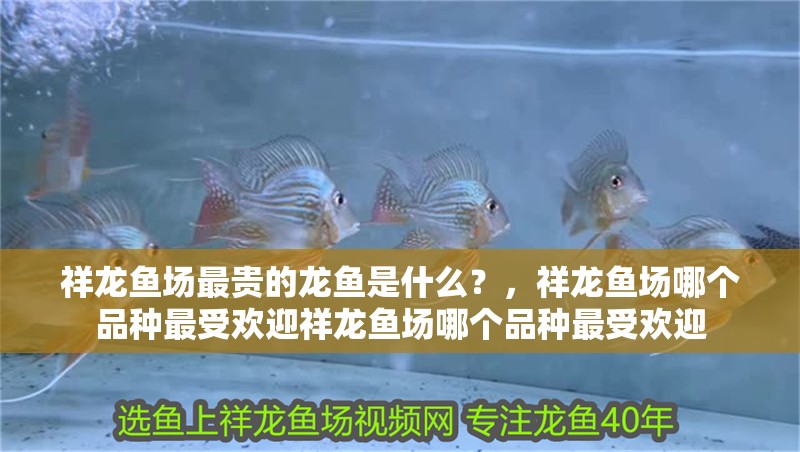 祥龍魚場最貴的龍魚是什么？，祥龍魚場哪個品種最受歡迎祥龍魚場哪個品種最受歡迎