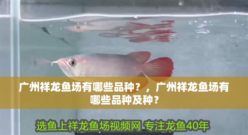 廣州祥龍魚場有哪些品種？，廣州祥龍魚場有哪些品種及種？