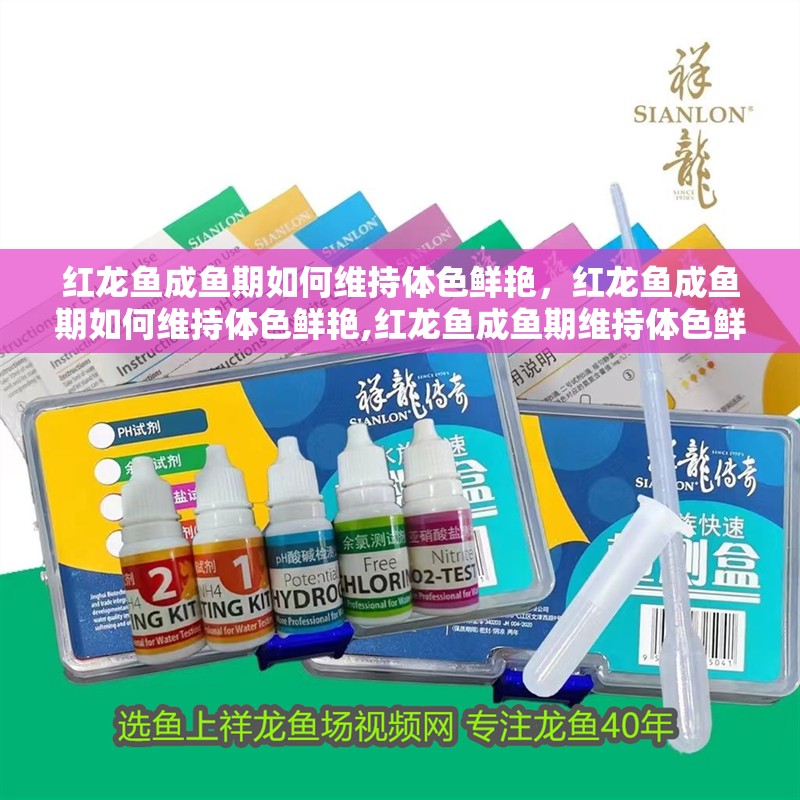 紅龍魚成魚期如何維持體色鮮艷，紅龍魚成魚期如何維持體色鮮艷,紅龍魚成魚期維持體色鮮艷