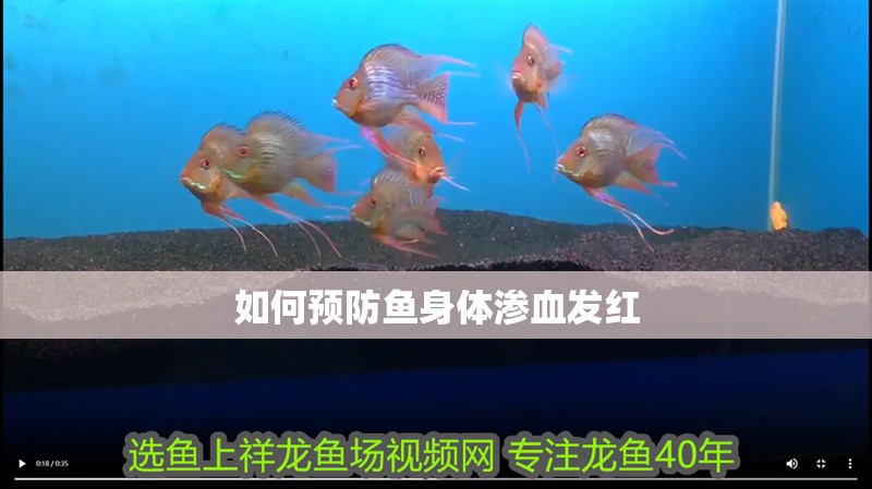 如何預(yù)防魚身體滲血發(fā)紅 如何預(yù)防魚身體滲血發(fā)紅 龍魚百科