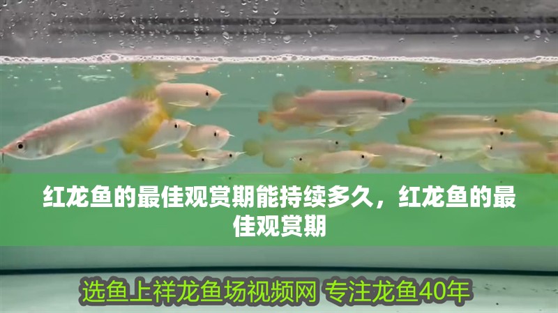 紅龍魚(yú)的最佳觀賞期能持續(xù)多久，紅龍魚(yú)的最佳觀賞期 紅龍魚(yú)的最佳觀賞期能持續(xù)多久，紅龍魚(yú)的最佳觀賞期 龍魚(yú)百科