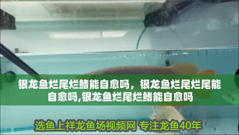 銀龍魚爛尾爛鰭能自愈嗎，銀龍魚爛尾爛尾能自愈嗎,銀龍魚爛尾爛鰭能自愈嗎 銀龍魚爛尾爛鰭能自愈嗎，銀龍魚爛尾爛尾能自愈嗎,銀龍魚爛尾爛鰭能自愈嗎 龍魚百科