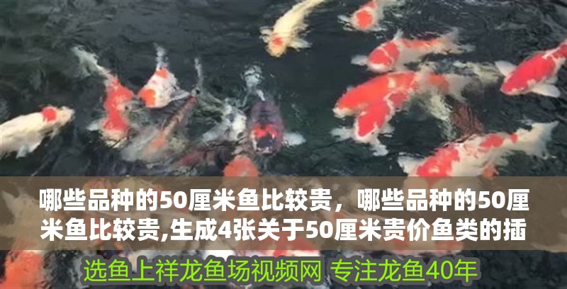 哪些品種的50厘米魚比較貴，哪些品種的50厘米魚比較貴,生成4張關于50厘米貴價魚類的插畫 哪些品種的50厘米魚比較貴，哪些品種的50厘米魚比較貴,生成4張關于50厘米貴價魚類的插畫 龍魚百科