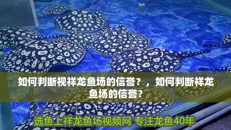 如何判斷視祥龍魚場的信譽？，如何判斷祥龍魚場的信譽？ 如何判斷視祥龍魚場的信譽？，如何判斷祥龍魚場的信譽？ 龍魚百科