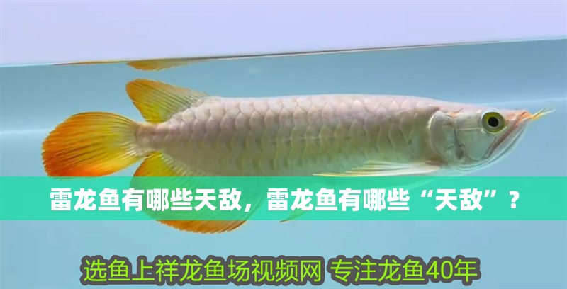 雷龍魚有哪些天敵，雷龍魚有哪些“天敵”？