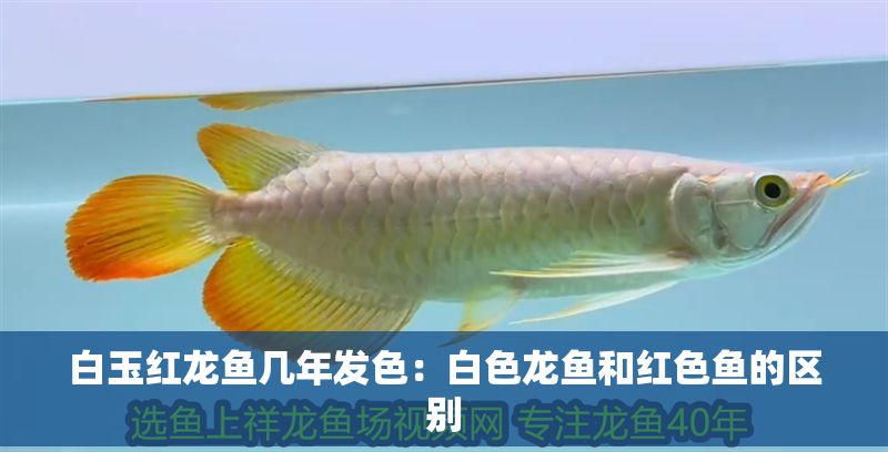 白玉紅龍魚幾年發色：白色龍魚和紅色魚的區別