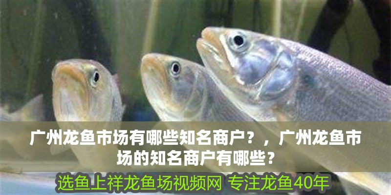 魚缸過濾器選購指南:自制魚缸過濾器魚缸上置過濾器對于養魚愛好者的必備知識 廣州龍魚市場有哪些知名商戶?,廣州龍魚市場的知名商戶有哪些? 龍魚百科 廣州龍魚市場有哪些知名商戶?,廣州龍魚市場的知名商戶有哪些? 廣州龍魚市場有哪些知名商戶?,廣州龍魚市場的知名商戶有哪些? 龍魚百科