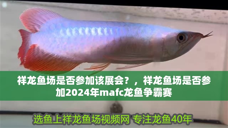 祥龍魚場是否參加該展會？，祥龍魚場是否參加2024年mafc龍魚爭霸賽