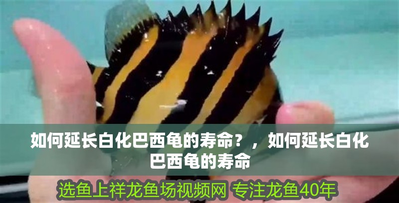 如何延長白化巴西龜的壽命？，如何延長白化巴西龜的壽命