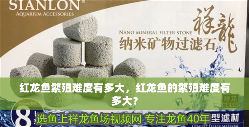 紅龍魚繁殖難度有多大，紅龍魚的繁殖難度有多大？