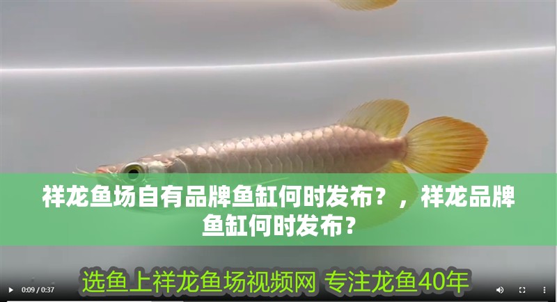 祥龍魚場自有品牌魚缸何時發布？，祥龍品牌魚缸何時發布？
