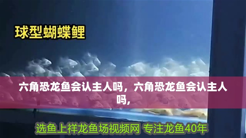 六角恐龍魚會認主人嗎，六角恐龍魚會認主人嗎, 六角恐龍魚會認主人嗎，六角恐龍魚會認主人嗎, 龍魚百科