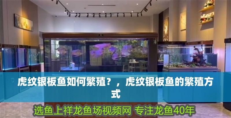 給大魚缸換水的作文:體驗給大魚缸換水的樂趣:體驗給大魚缸換水:給大魚缸換水的作文 虎紋銀板魚如何繁殖?,虎紋銀板魚的繁殖方式 龍魚百科 虎紋銀板魚如何繁殖?,虎紋銀板魚的繁殖方式 虎紋銀板魚如何繁殖?,虎紋銀板魚的繁殖方式 龍魚百科