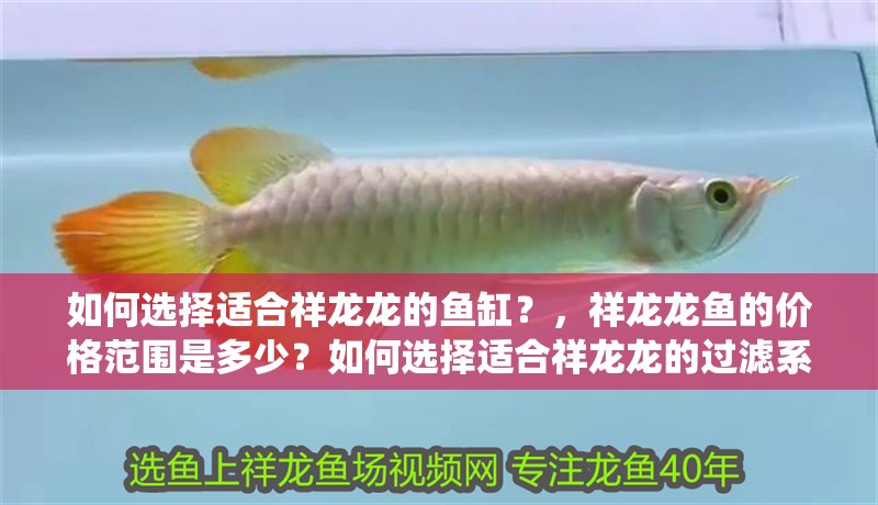 如何選擇適合祥龍龍的魚缸？，祥龍龍魚的價格范圍是多少？如何選擇適合祥龍龍的過濾系統？