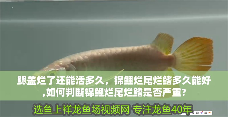 鰓蓋爛了還能活多久，錦鯉爛尾爛鰭多久能好,如何判斷錦鯉爛尾爛鰭是否嚴重?