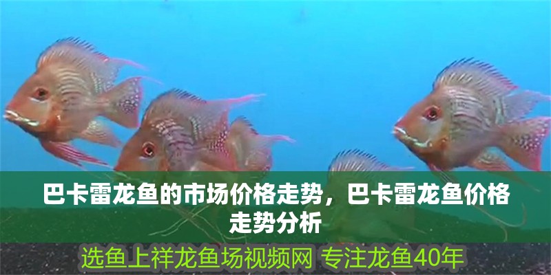 巴卡雷龍魚的市場價格走勢，巴卡雷龍魚價格走勢分析