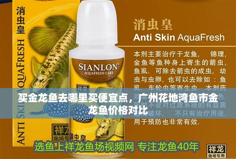 買金龍魚去哪里買便宜點，廣州花地灣魚市金龍魚價格對比
