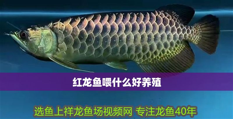 紅龍魚喂什么好養殖